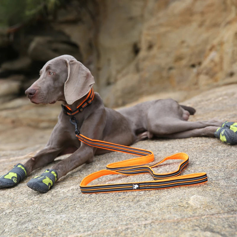 Winhyepet Padded Reflective Nylon Dog Leash for Training and Walking