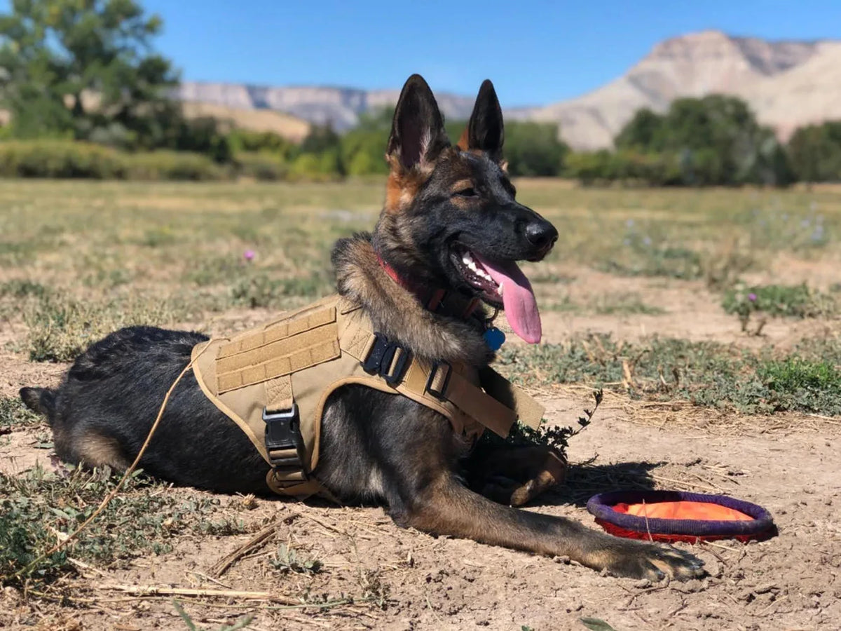 Adjustable Nylon Tactical Dog Harness And Collar Set