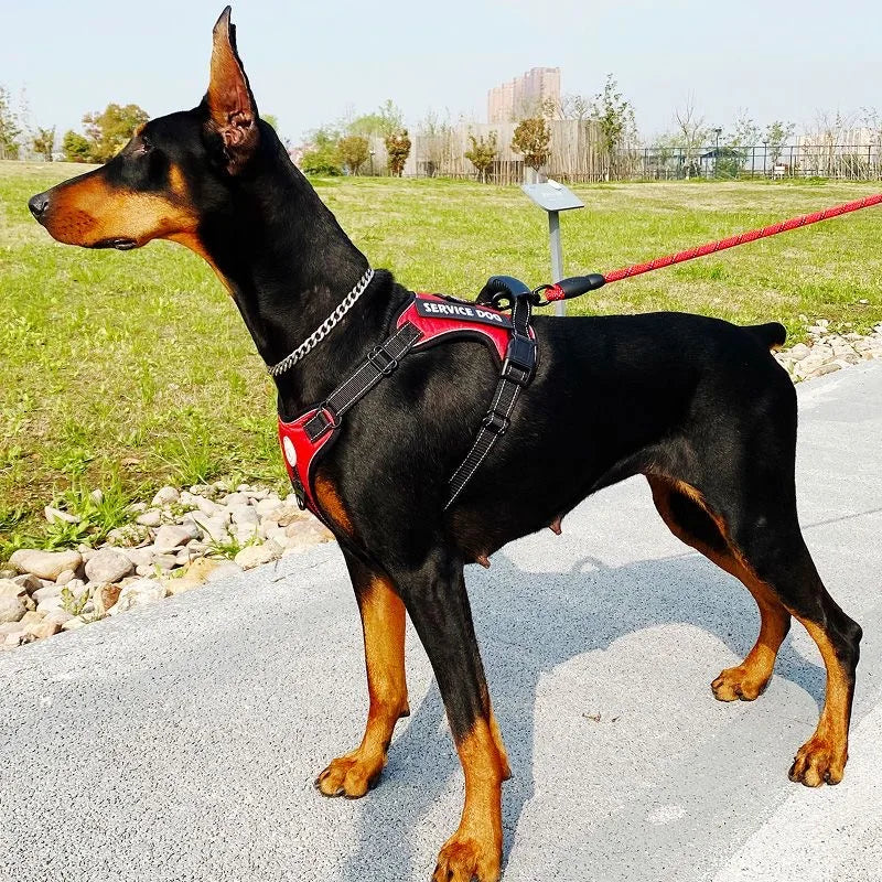 Premium Reflective Nylon Dog Harness With Collar Leash Set